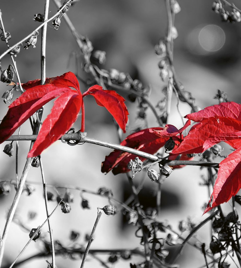 Fototapete - Red Leaves on Black 225x250cm - Vliestapete