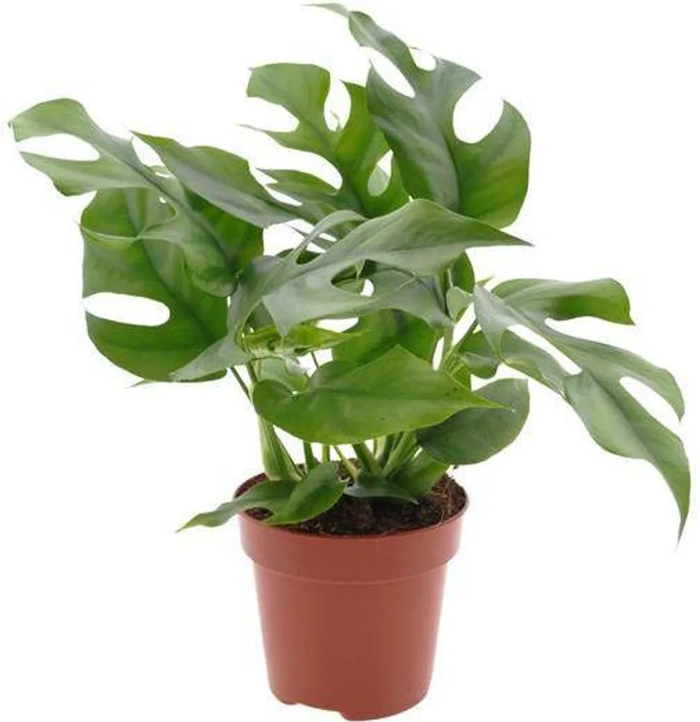 Plante verte Monstera Minima en pot de 12cm - Décoration d'intérieur