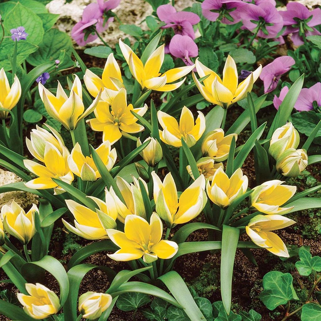 Tulpen Blumenzwiebeln Zwiebeln Blumen Botanische Tulpe Produktbild 