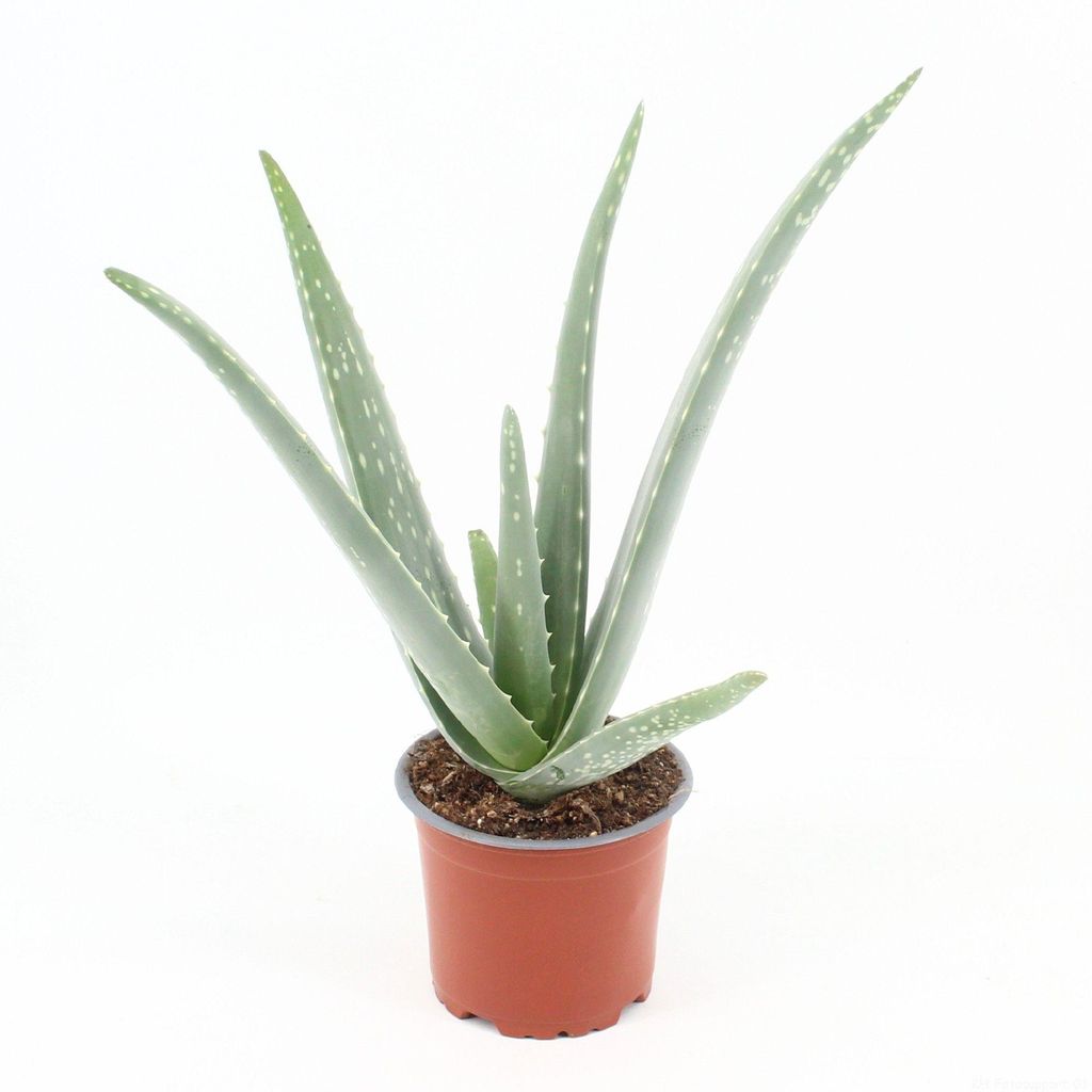 Aloe Vera 30 cm Zimmerpflanze Produktbild 