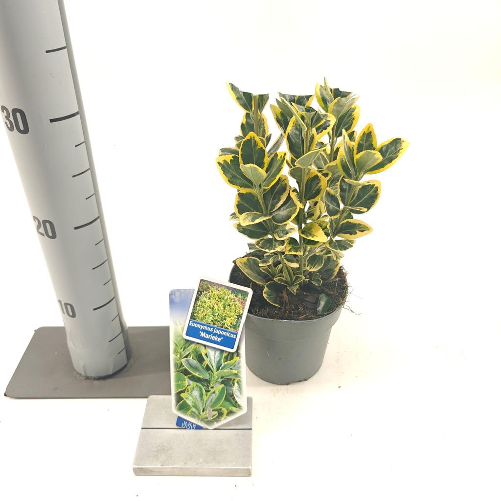 Euonymus jap. 'Marieke' - Spindelstrauch | 15-20 cm im Topf