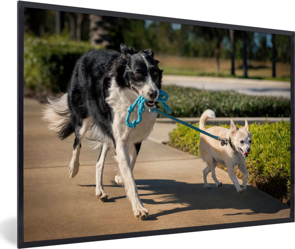 MuchoWow MuchoWow Gerahmtes Poster Hund - Seil - Park 60x40 cm - Poster mit zchwarzem Bilderrahmen - Printing - Wanddeko Schlafzimmer