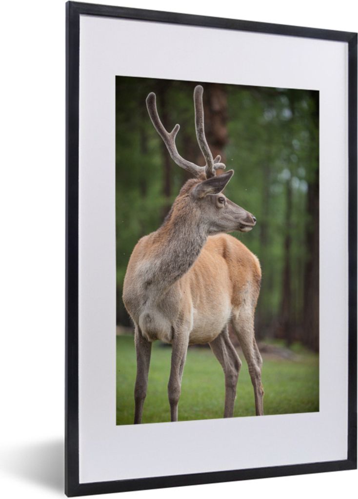 MuchoWow Gerahmtes Poster Ein Rentier im Khovsgol Lake National Park in der Mongolei 40x60 cm - Poster mit Schwarzem Bilderrahmen Wandposter Rahm...