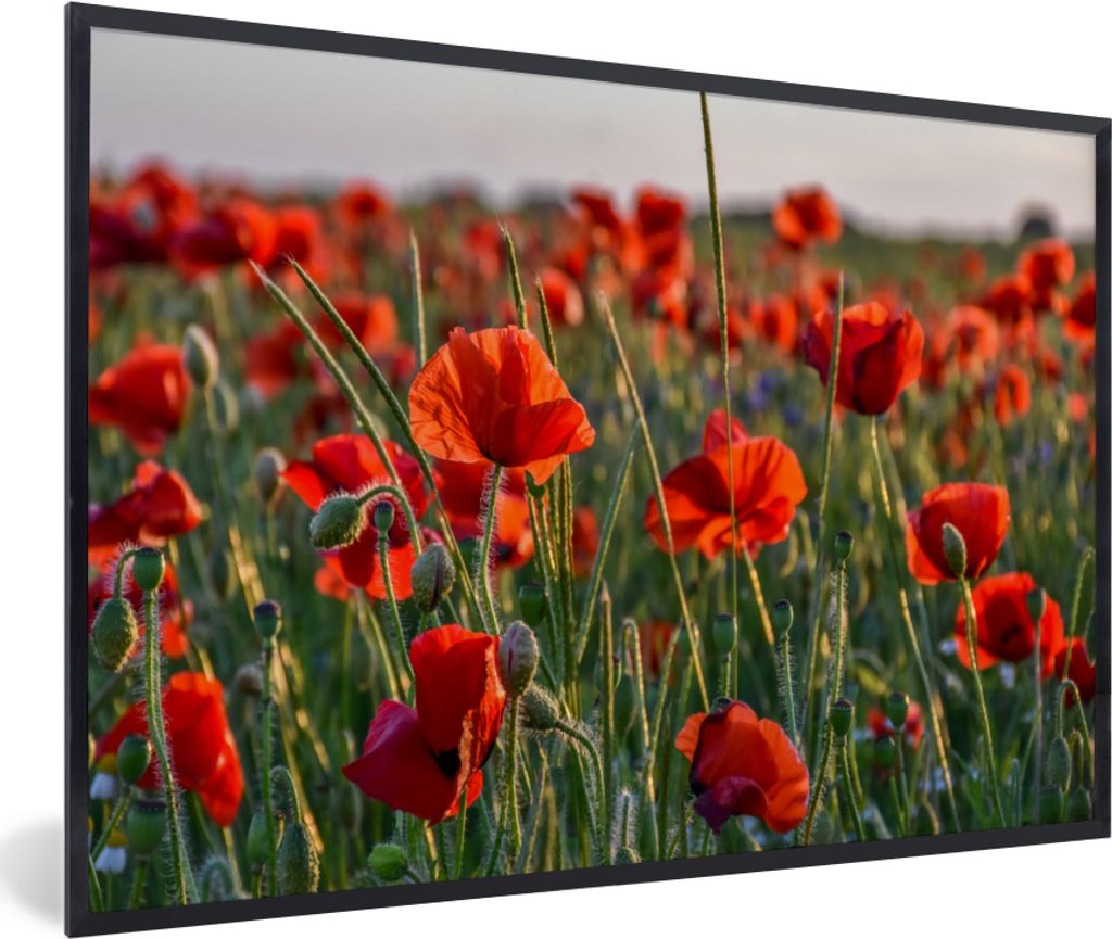 MuchoWow Gerahmtes Poster Blumen - Mohnblumen - Natur - Rot 30x20 cm - Poster mit Schwarzem Bilderrahmen Wandposter Rahmen Foto Bilder - Kunstdru...