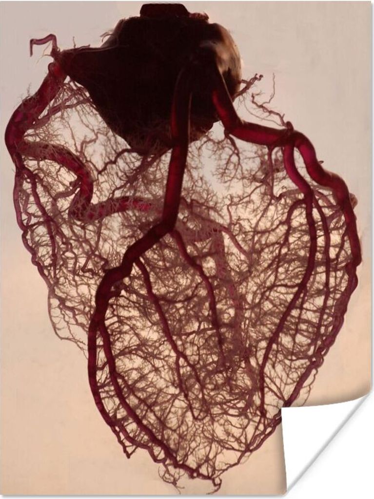 MuchoWow Poster Anatomisches Herz 90x120 cm - Wohnzimmer