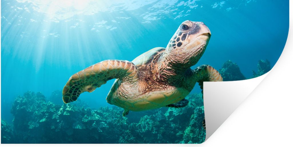 MuchoWow Wandtattoo Wandsticker Wandaufkleber Schwimmende Schildkröte Fotodruck 160x80 cm Selbstklebend und Repositionierbar - Sticker - Dekorfolie