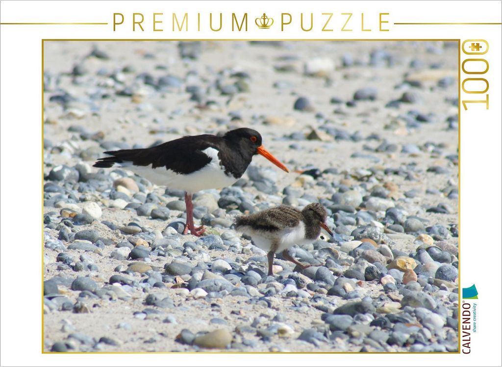 CALVENDO Puzzle Austernfischer mit Küken 1000 Teile Puzzle quer | 1000 Teile Lege-Größe 64x48cm Foto-Puzzle für glückliche Stunden
