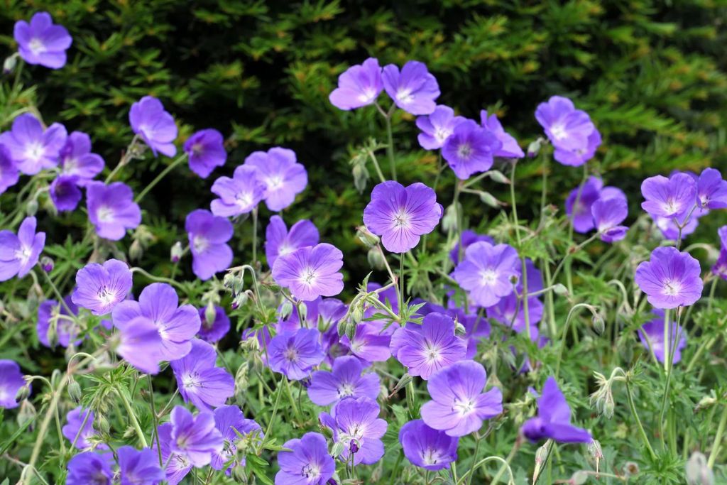 Stauden Gänge 1 x Geranium pratense 'Orion' - Storchschnabel - Sehr Bienenfreundlich -Himmelblaues Blütenleuchten für deinen Garten