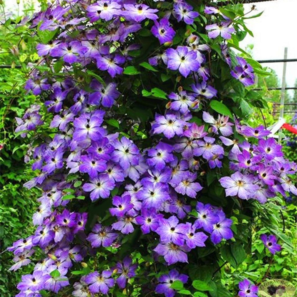 100 Clematis Blumensamen Mix - Bunte Kletterpflanzen Für Garten & Balkon