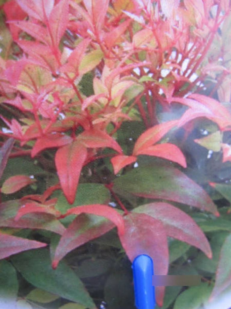 Nandina domestica Sunset Boulevard - Himmelsbambus - Heiliger Bambus - 30-40cm