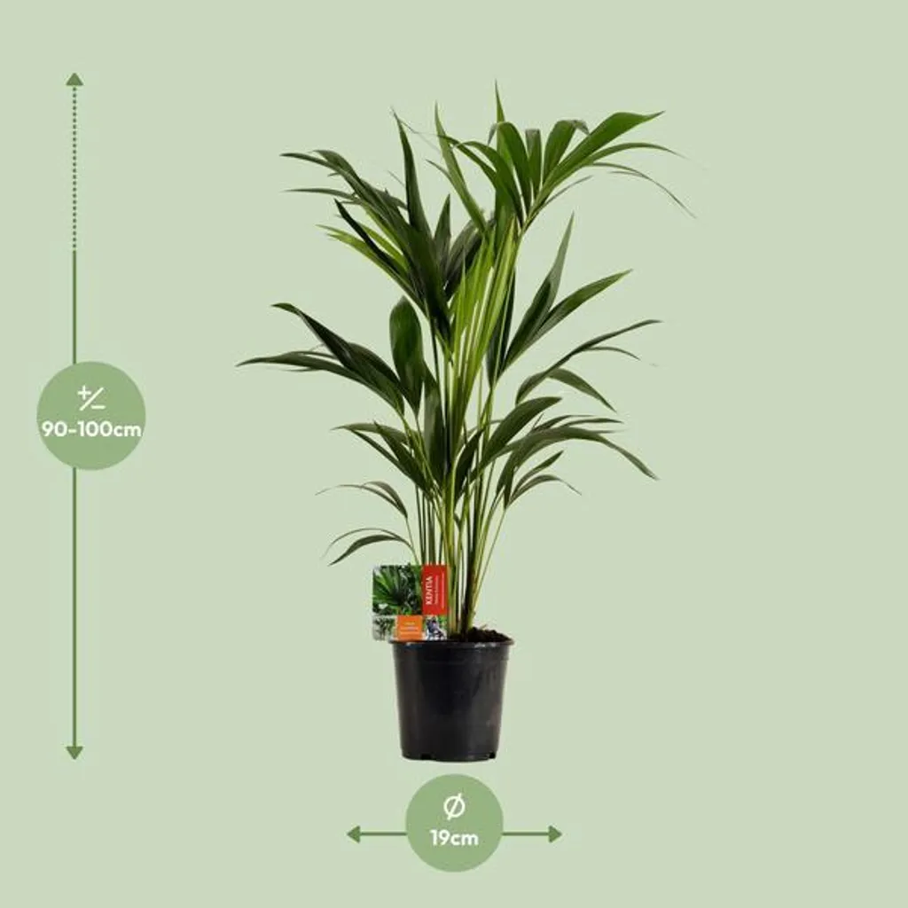Palmier Kentia Howea forsteriana Ø 19 cm, 100 cm - Plante verte d'intérieur - 2