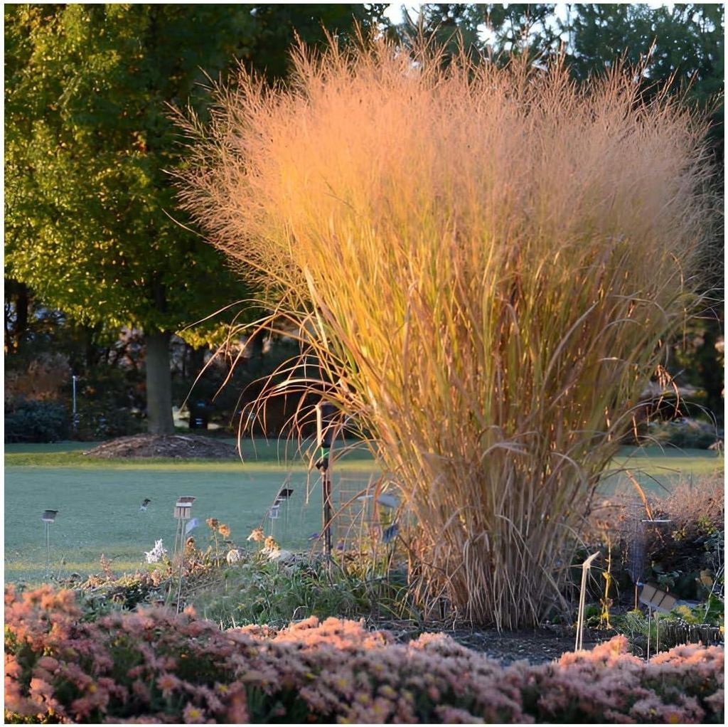 Stauden Gänge 5 x Panicum virgatum 'Thundercloud' im 1 Liter Topf - Riesen Rutenhirse - Mächtige Eleganz - SPEKTAKULÄRE NEUE SORTE