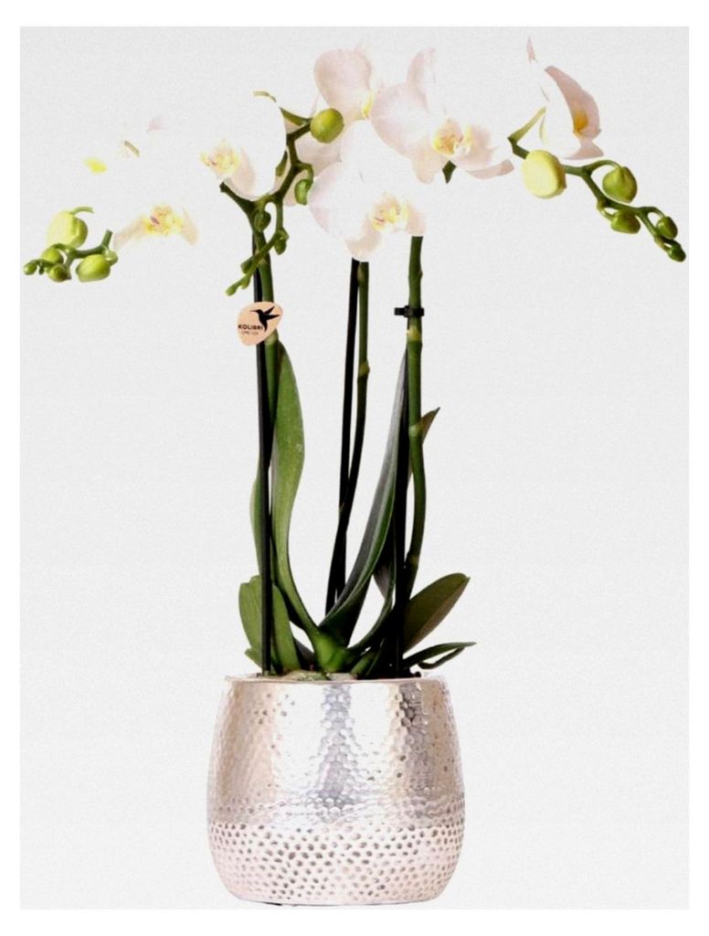 Orchideen | weiße Phalaenopsis Orchidee - Amabilis + Elite Topf silber - Topfgröße Ø9cm - 35cm hoch | blühende Zimmerpflanze - frisch vom Züc...