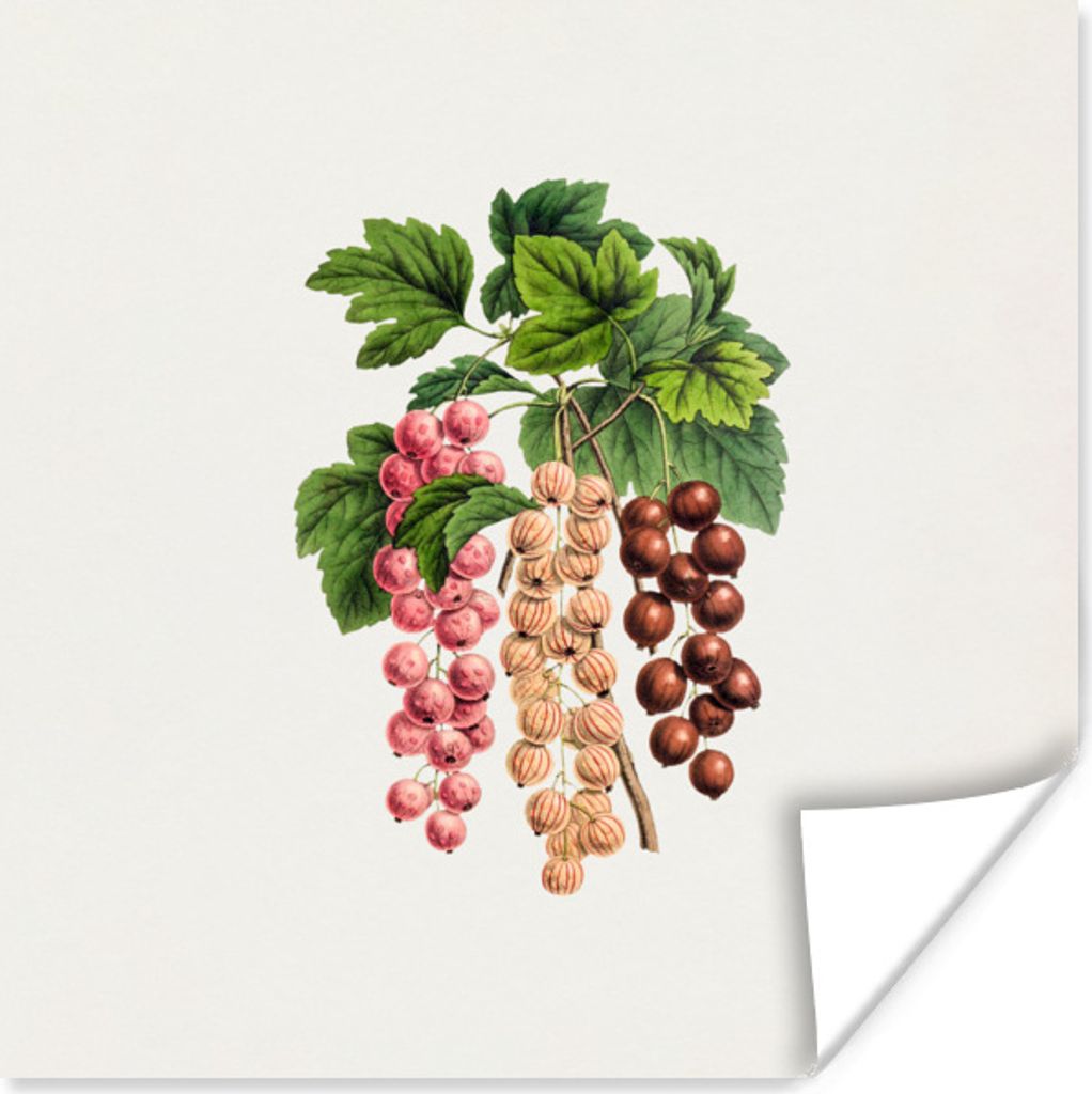 MuchoWow Poster Obst - Weinlese - Beeren 100x100 cm - Babyzimmer