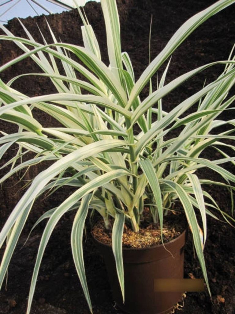 Arundo donax Variegata - Buntblättriges Pfahlrohr