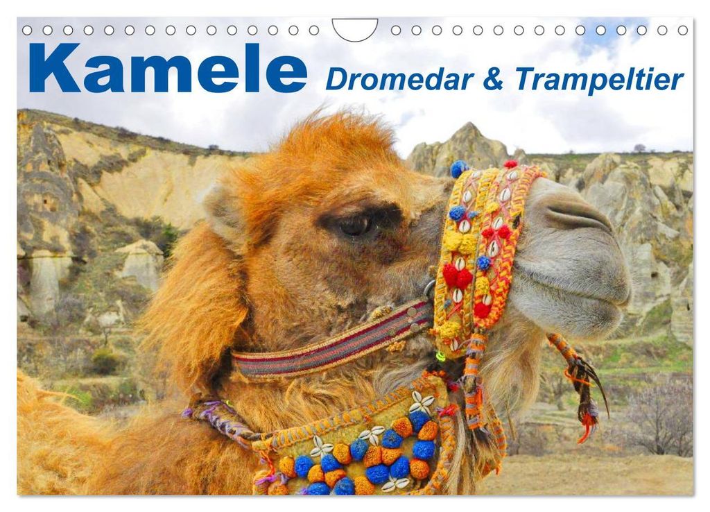 Kamele - Dromedar & Trampeltier (Wandkalender 2027 DIN A4 quer), CALVENDO Monatskalender