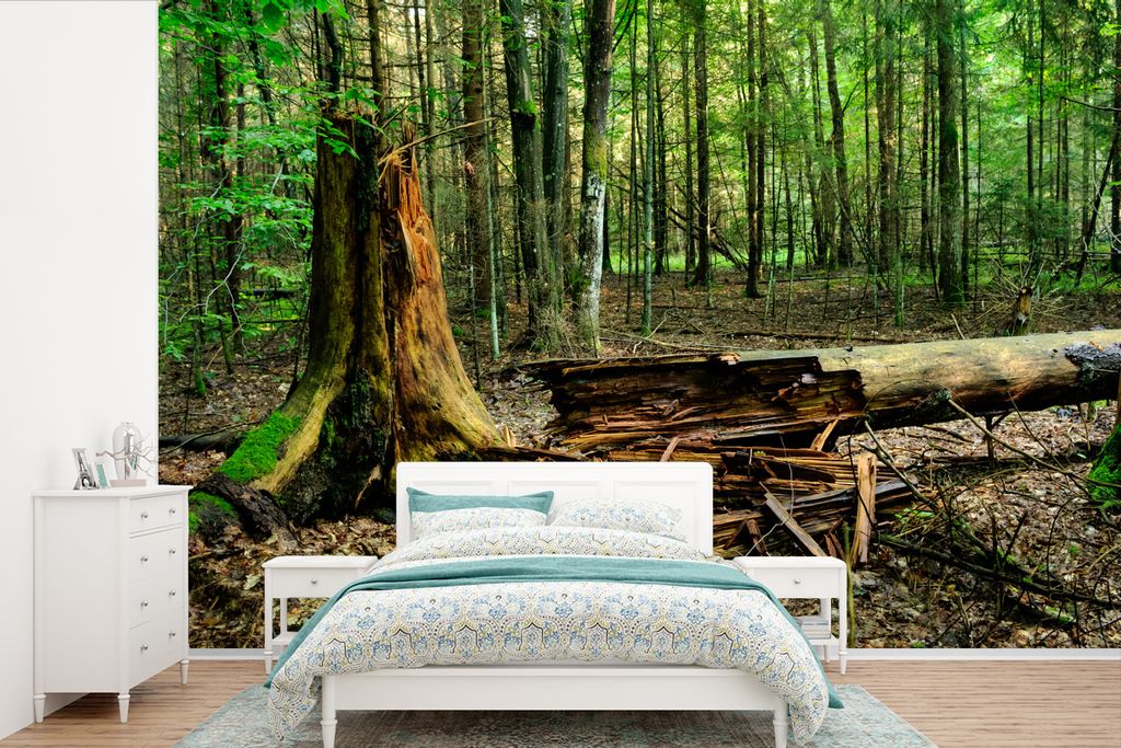 MuchoWow Fototapete für Wohnzimmer oder Schlafzimmer Wandtapete Vinyl Motivtapete Verrottender Baum im Białowieża-Nationalpark in Polen - 525x...