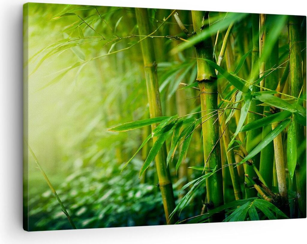 Bild auf Leinwand - Leinwandbild - Bambus Pflanze - 70x50cm Produktbild 