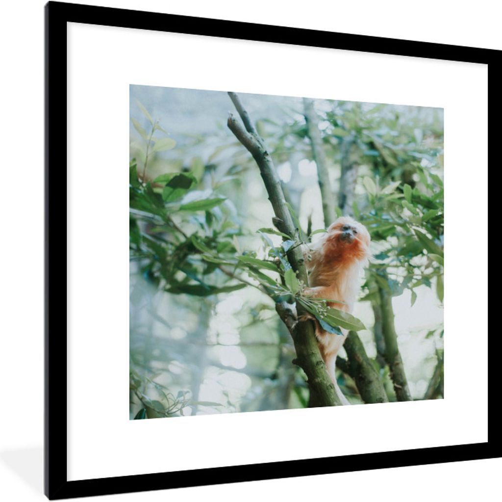 MuchoWow® Gerahmtes Poster Zwergseidenäffchen im Baum 40x40 Produktbild 