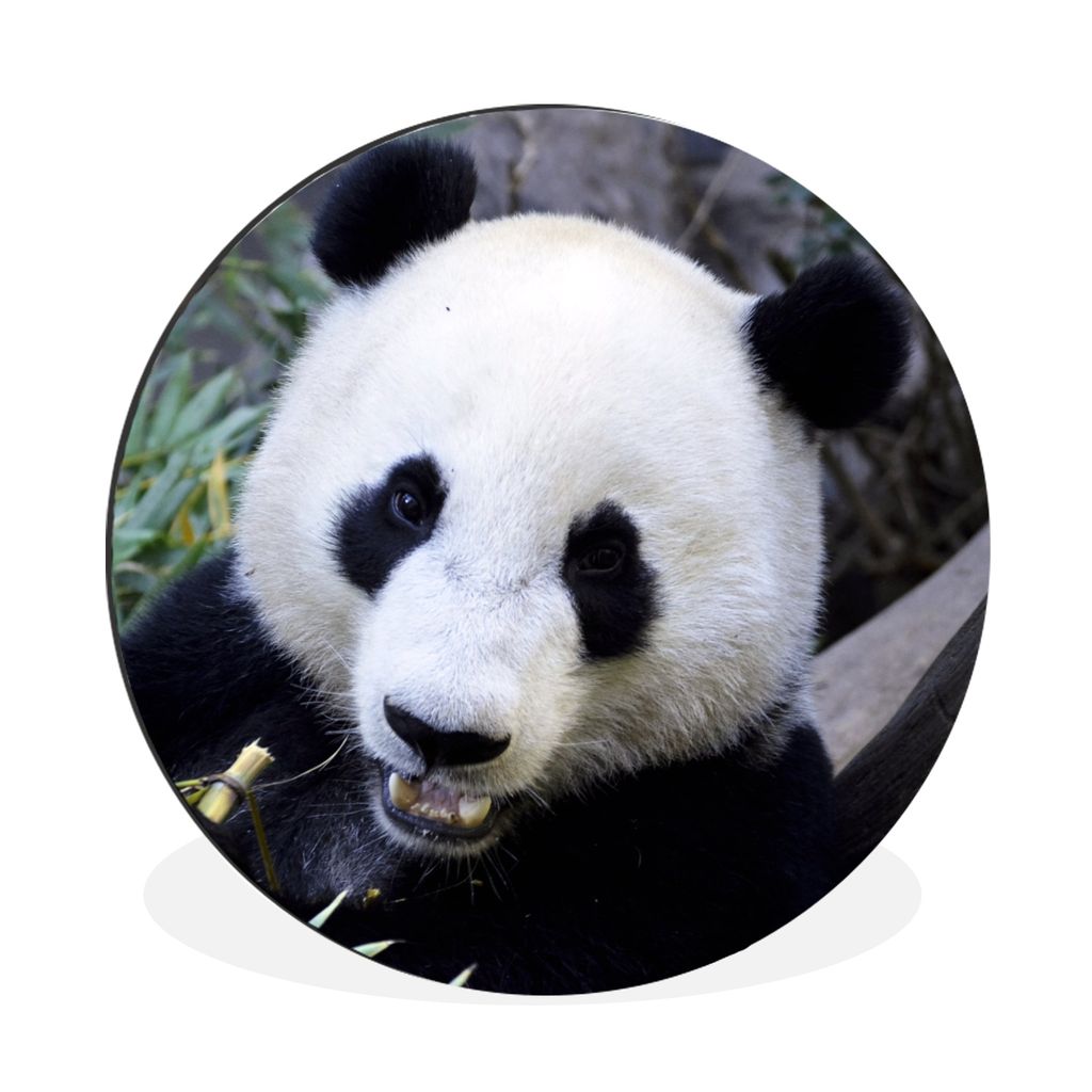 MuchoWow Aluminium Wandkreis Panda - Tier - Blätter Ø 60 cm Wanddeko Modern Wohnzimmer - Wand Kreis - Wandbild - Schlafzimmer - Aluminium Bild ...