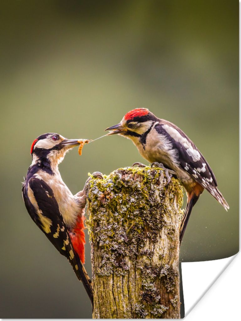 MuchoWow Poster Zwei Buntspechte konkurrieren um Nahrung 120x160 cm - Wandbilder