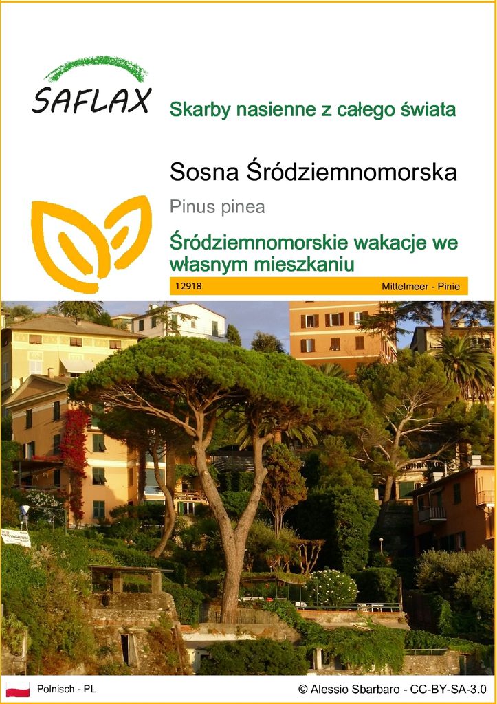 SAFLAX - Sosna Śródziemnomorska - 6 Nasiona - Pinus pinea Zdjęcie produktu 