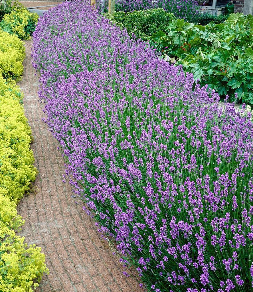 BALDUR Garten 18er Winterharte Stauden Lavendel-Hecke 'Blau', Pflanzen mit 9x9 cm Topfballen, Duftlavendel, Lavandula angustifolia Munstead, echter...