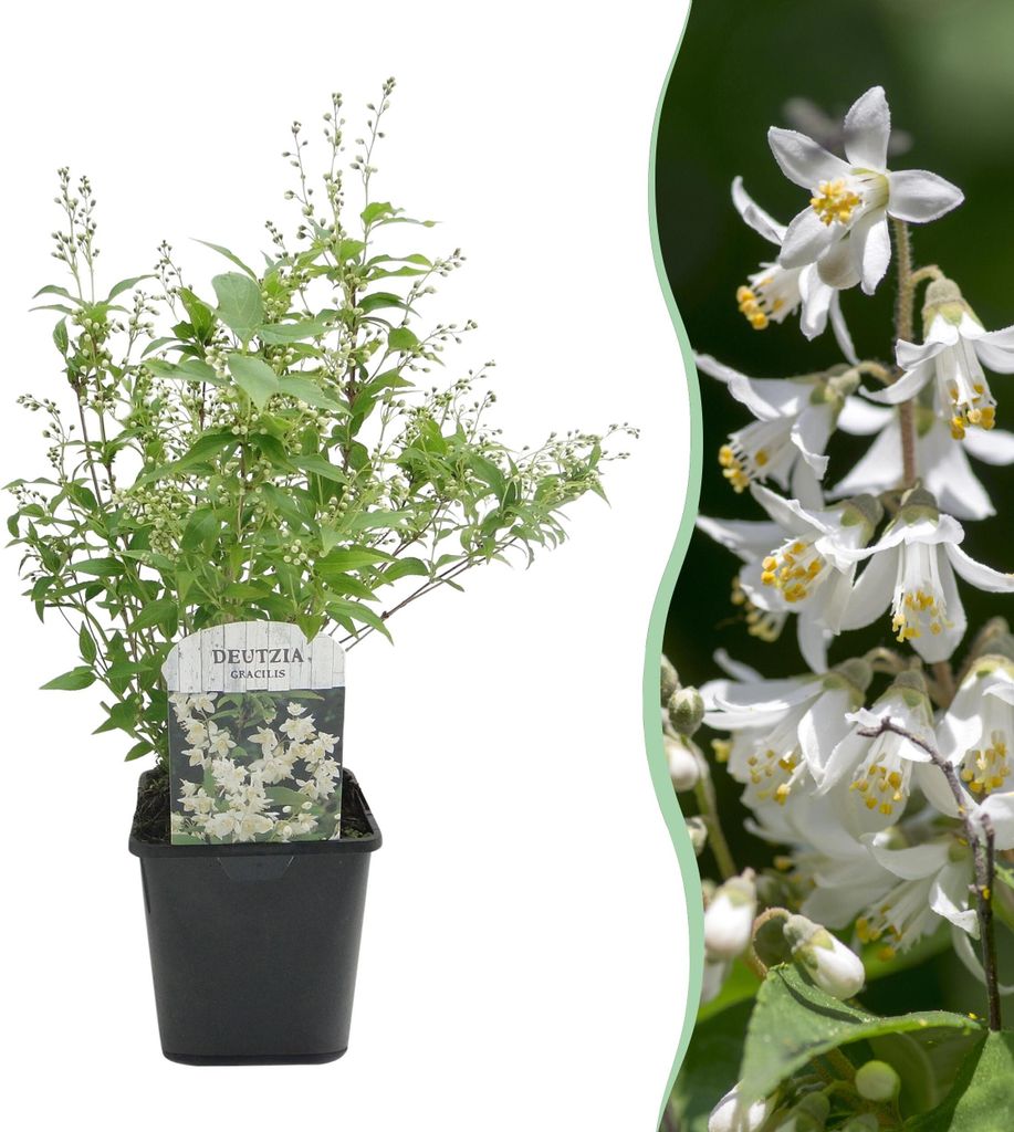 GreenboutiQ - Sträucher - Deutzia Gracilis - Blüte Weiß - 1 Pflanze - Laubabwerfend - Wenig Pflege - Topf 17cm Höhe 45cm
