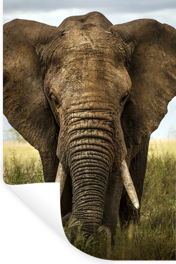 MuchoWow Wandtattoo Wandsticker Wandaufkleber Elefant - Natur - Gras - Tiere - Landschaft 40x60 cm Selbstklebend und Repositionierbar - Wierderve...