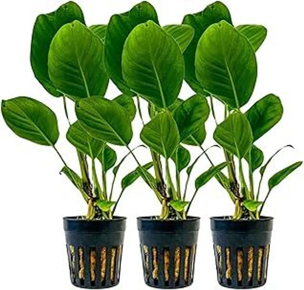 Set 3 Piante Vere AquaOne per Acquario | Verde da Primo Piano