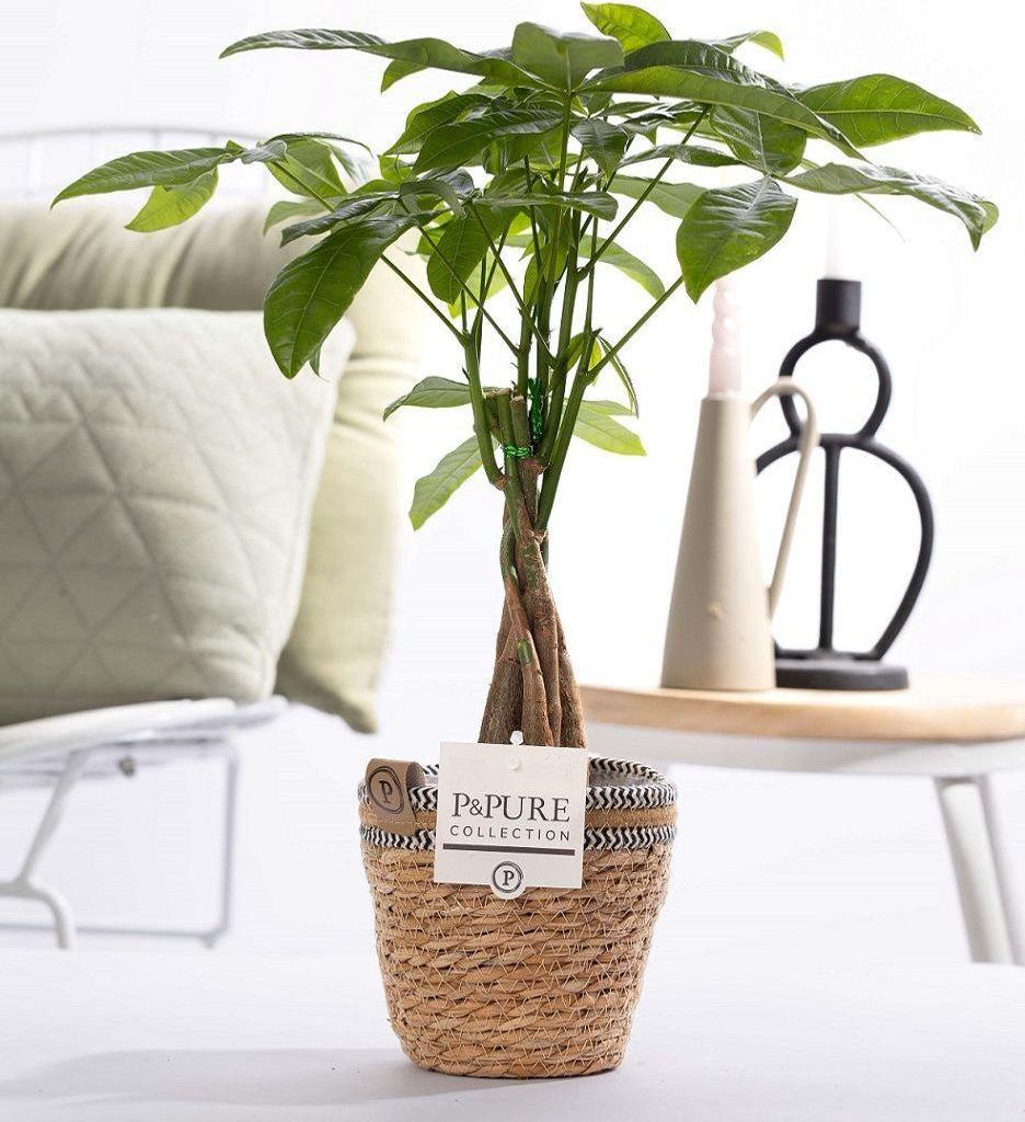 Pachira Aquatica im Korb – Ø12cm 45cm – Glückskastanie mit geflochtenem Stamm – Zimmerpflanze im Rattankorb – Natürlich & dekorativ ...