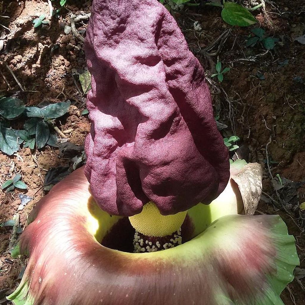 Hlíza sloního květu (Amorphophallus paeoniifolius)  – 3 Obrázek produktu 