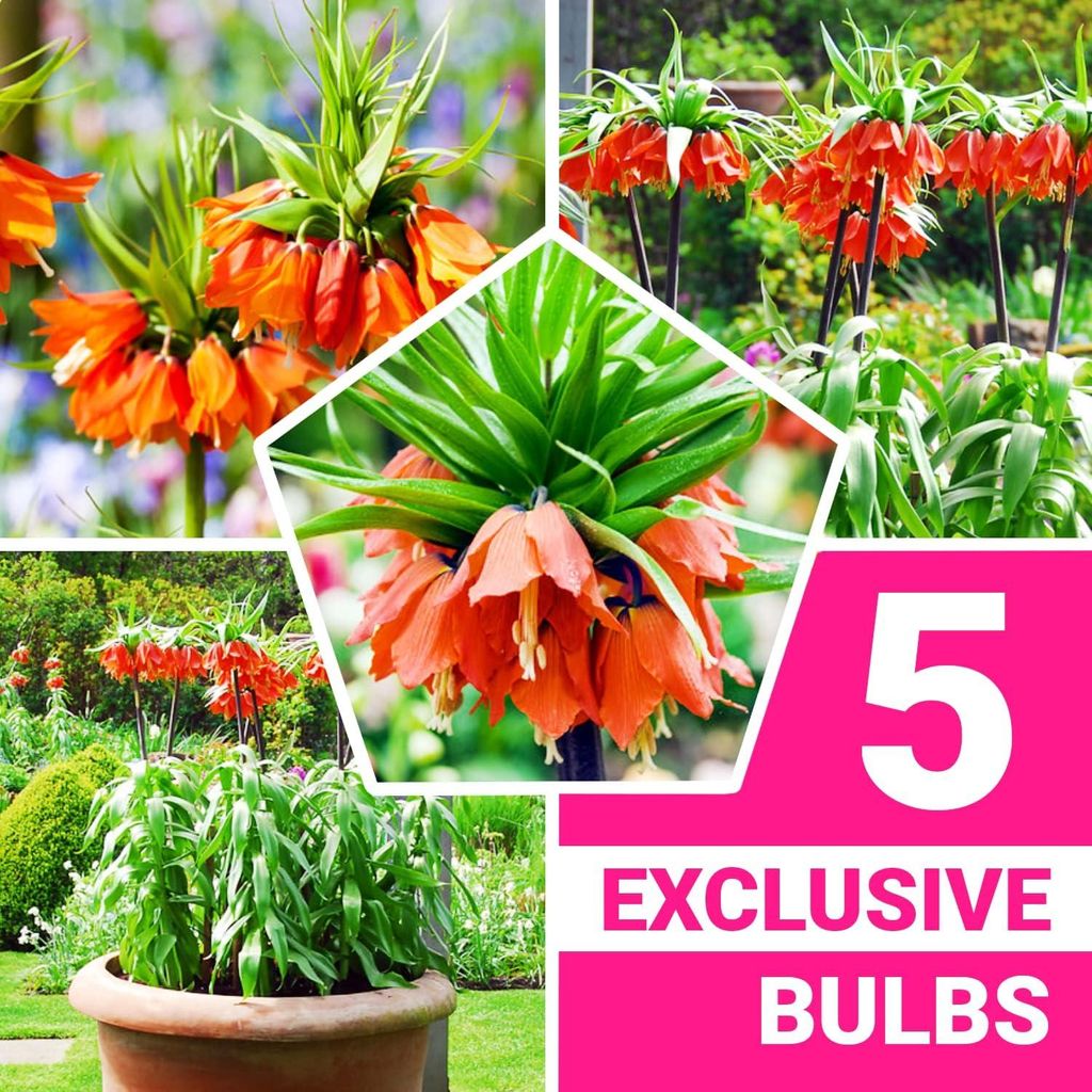 Kaiserkronen Knollen Mehrjährig - Fritillaria Imperialis Produktbild 