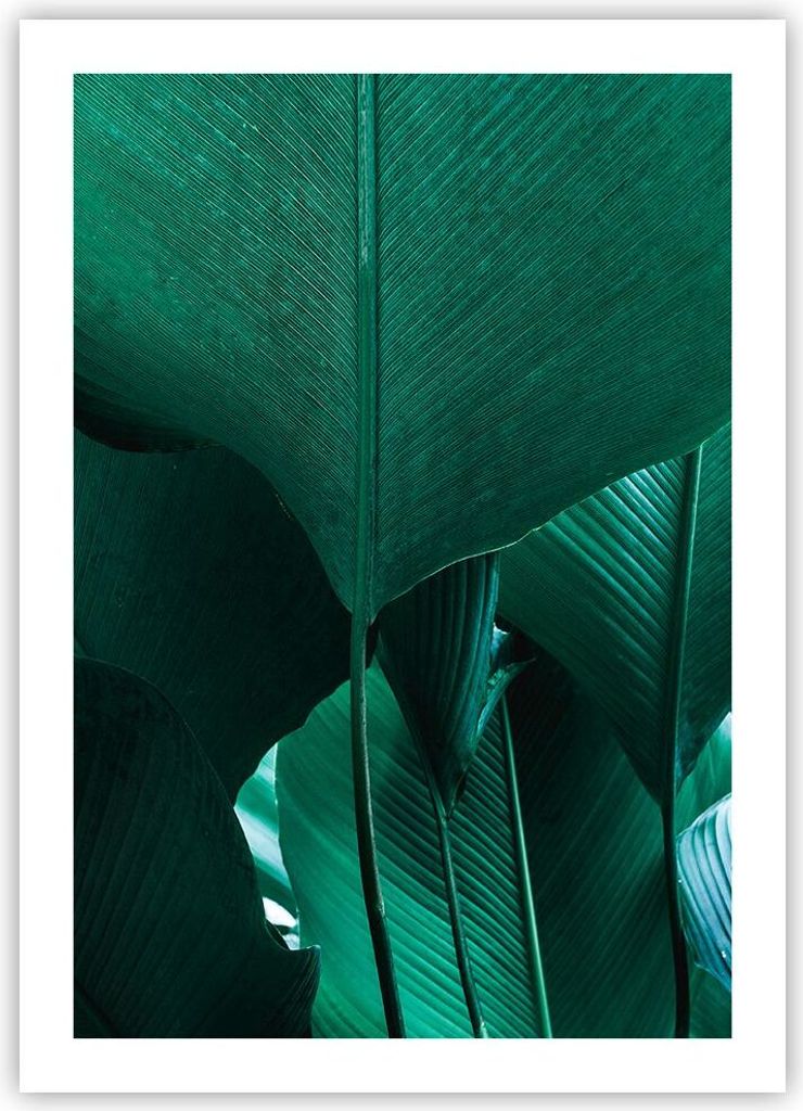 Poster - Poster ohne Rahmen - Blätter Palmen Banane - 50x70 cm - Wand Bild - Wanddeko - Wandbilder - Kunstposter - Wandposter - Bilder - Kunstdruc...