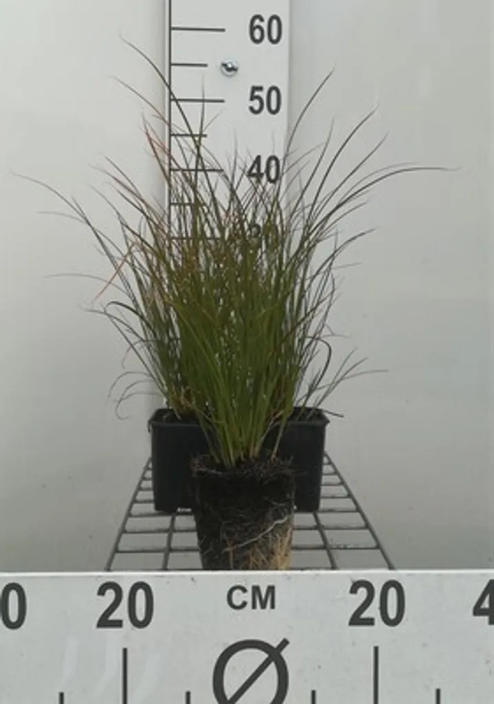 Carex testacea Laiche rouge lot de 6 pour jardin coloré toute l'année
