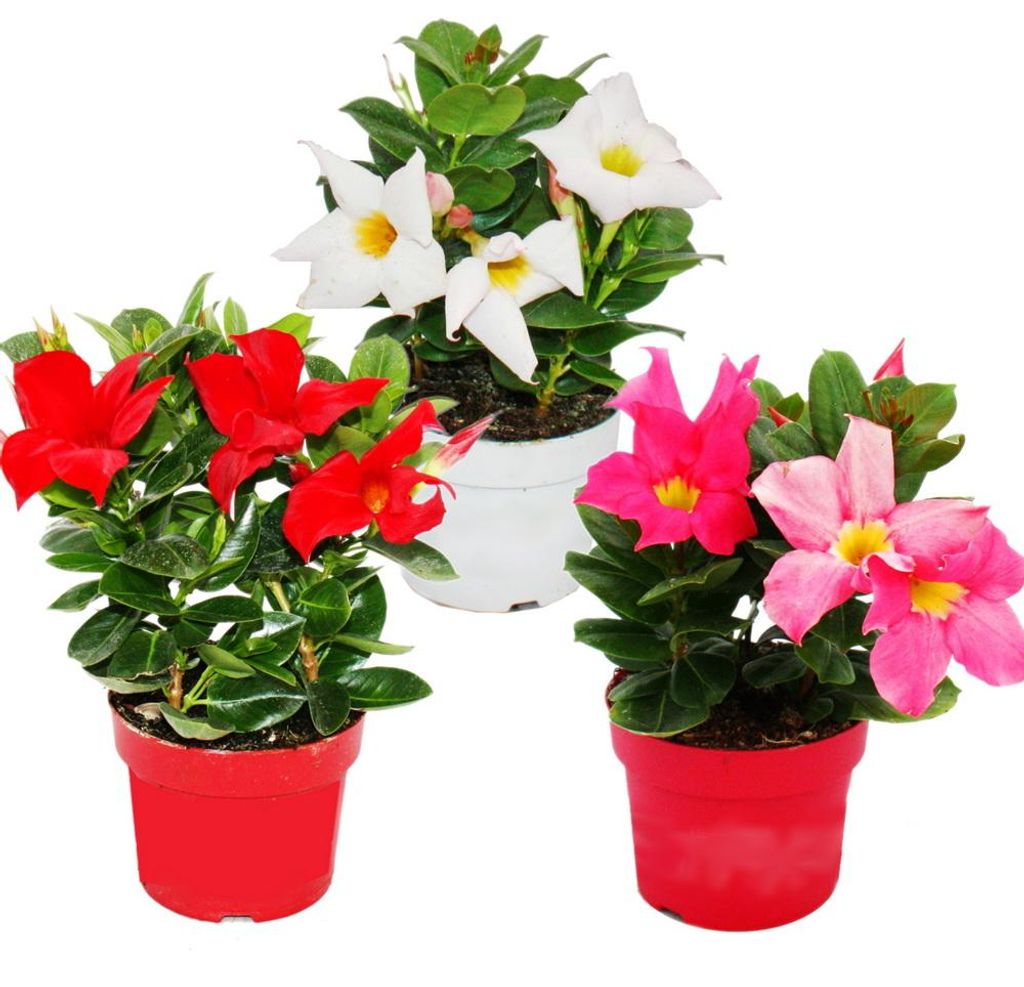 Dipladenia - Chilenischer Jasmin - 10cm Topf - Set mit 3 Produktbild 
