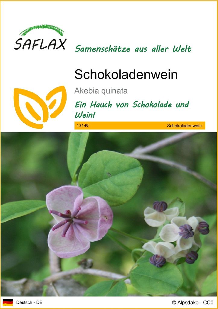 SAFLAX - Schokoladenwein - 10 Samen - Akebia quinata