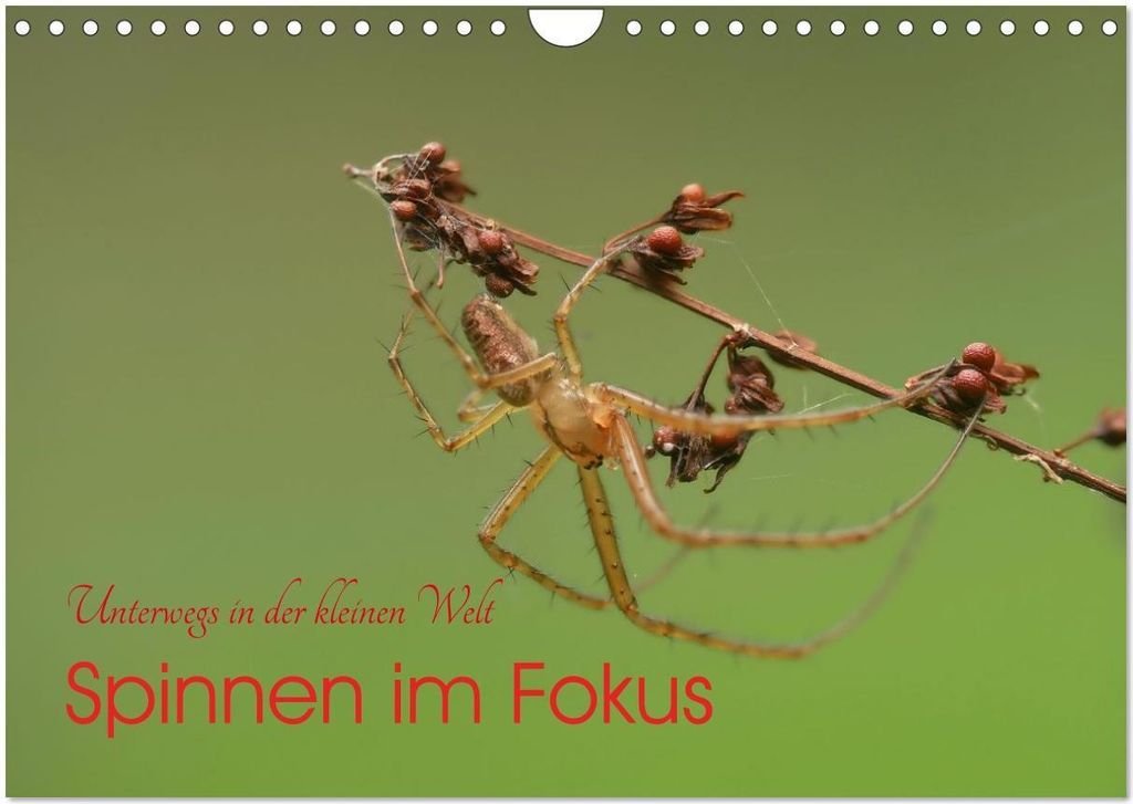 Spinnen im Fokus (Wandkalender 2026 DIN A4 quer), CALVENDO Monatskalender