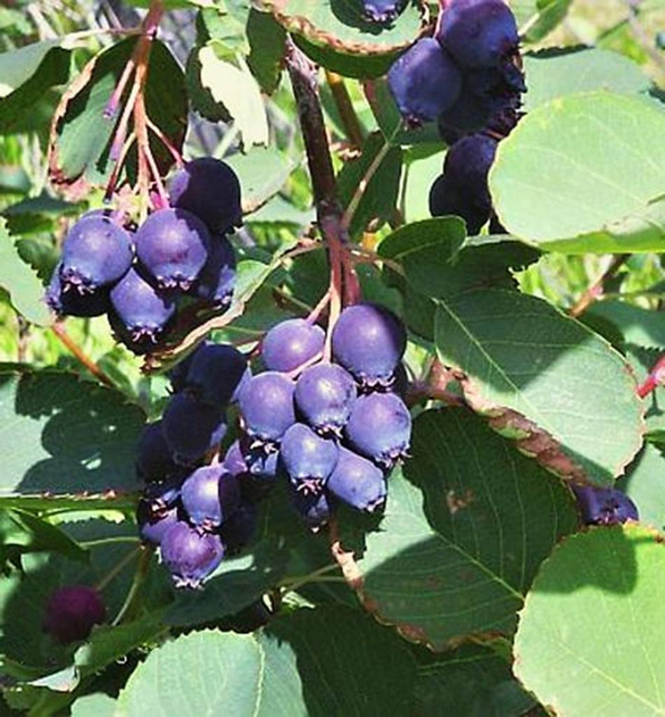 Felsenbirne ´PRINCE WILLIAM´ (Amelanchier) 30-40 cm, Cont. Produktbild 