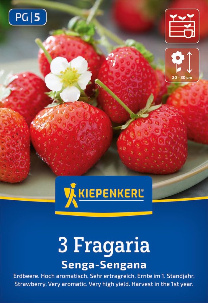 Kiepenkerl Erdbeerpflanzen Senga-Sengana Fragaria x ananassa 3 Pflanzen