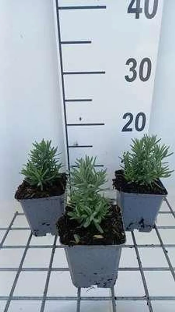 Lavande Blanche Alba pour Rocaille - 6 Plants Rustiques en Pot de 9cm