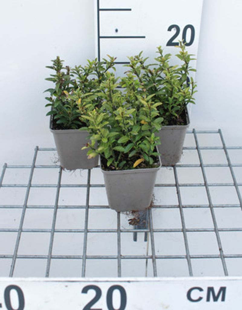 12 x Euonymus jap. 'Microphyllus' - Kleinblättriger Japanischer Spindelstrauch - Topf 9 cm x 9 cm
