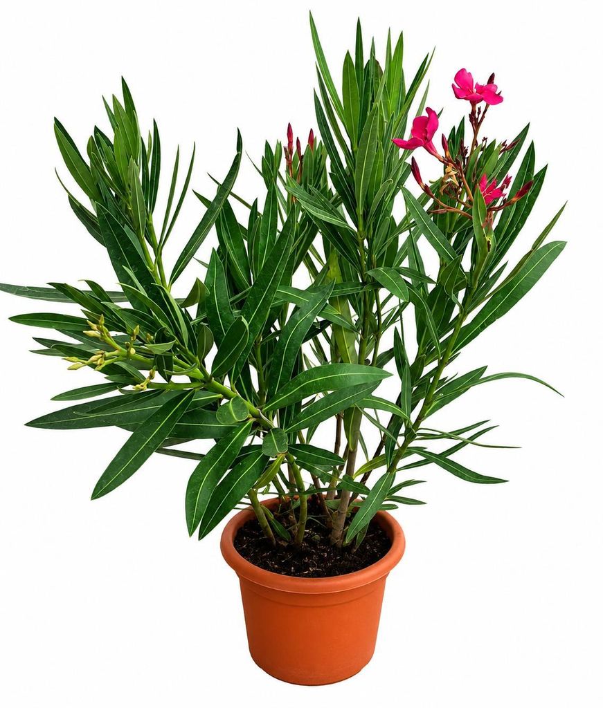 Nerium Oleander Tricolor 50–70 cm – Dreifarbiger Oleander – Produktbild 