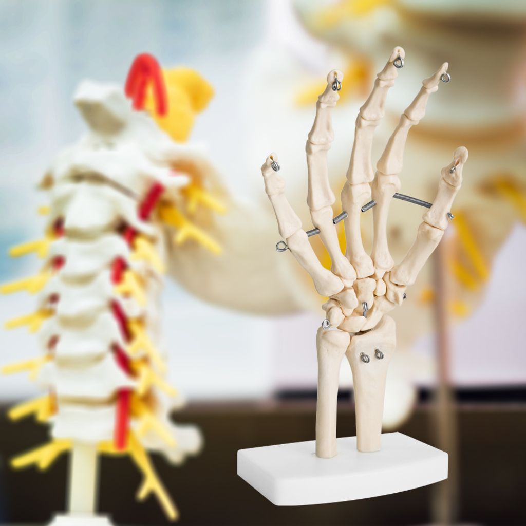 Anatomie Skelett Mensch Modell Lebensgroß Skelett Hand Produktbild 6