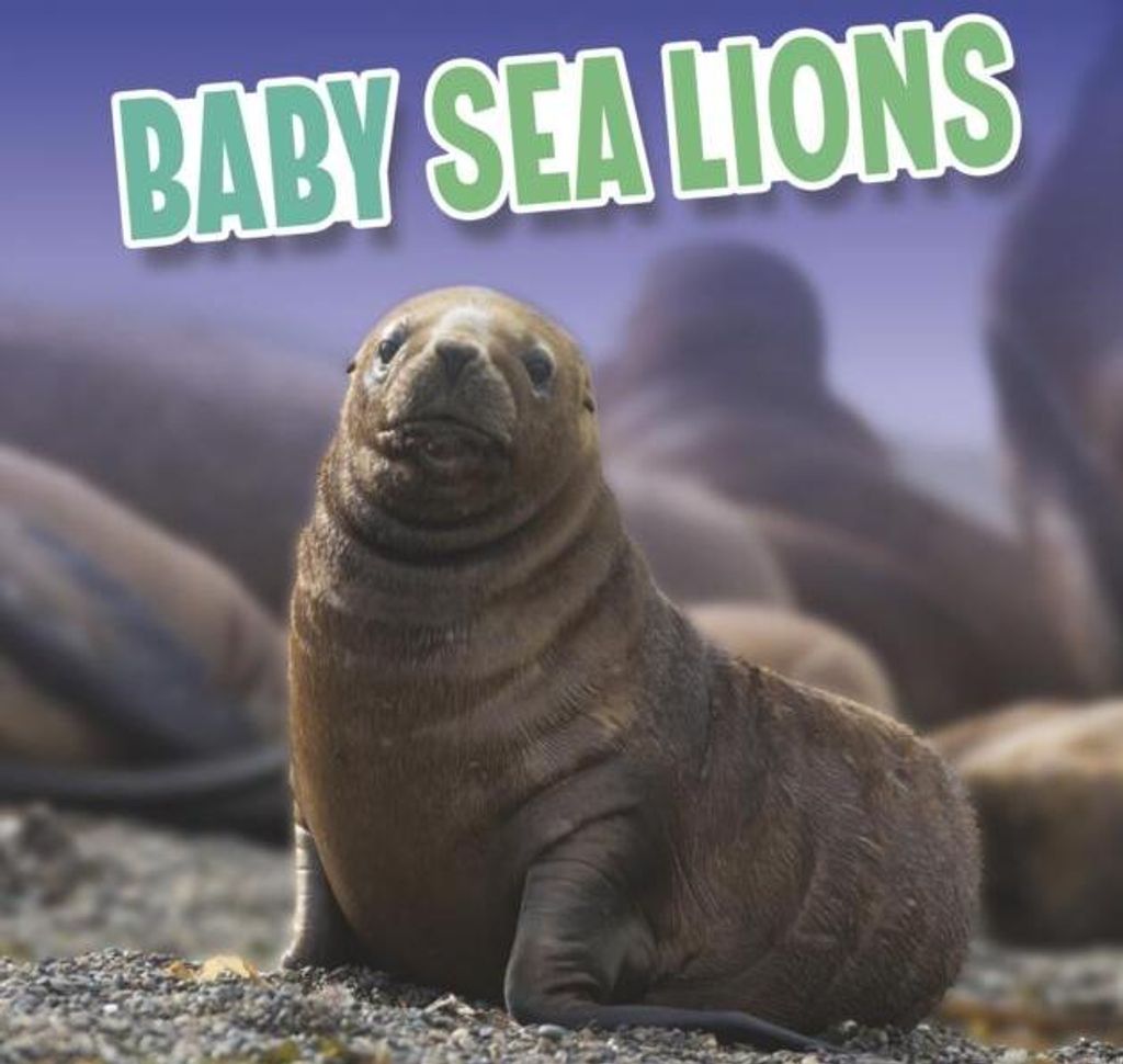 Baby Sea Lions