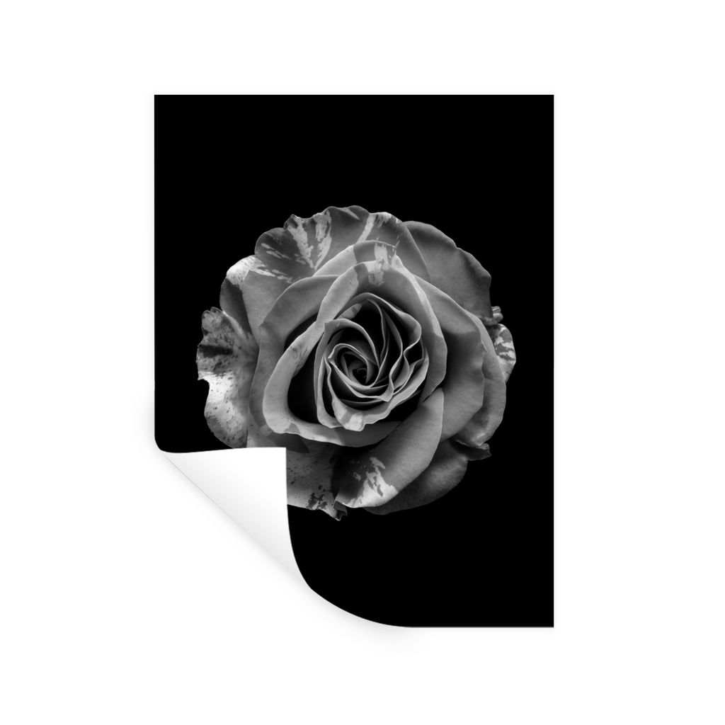 MuchoWow Wandtattoo Wandsticker Wandaufkleber Blumen - Rose - Schwarz - Weiß - Botanisch 90x120 cm Selbstklebend und Repositionierbar - Faltenfrei