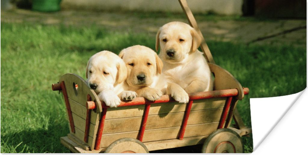 MuchoWow Poster Drei entzückende Golden Retriever Welpen in einem Wagen 150x75 cm - ohne Rahmen