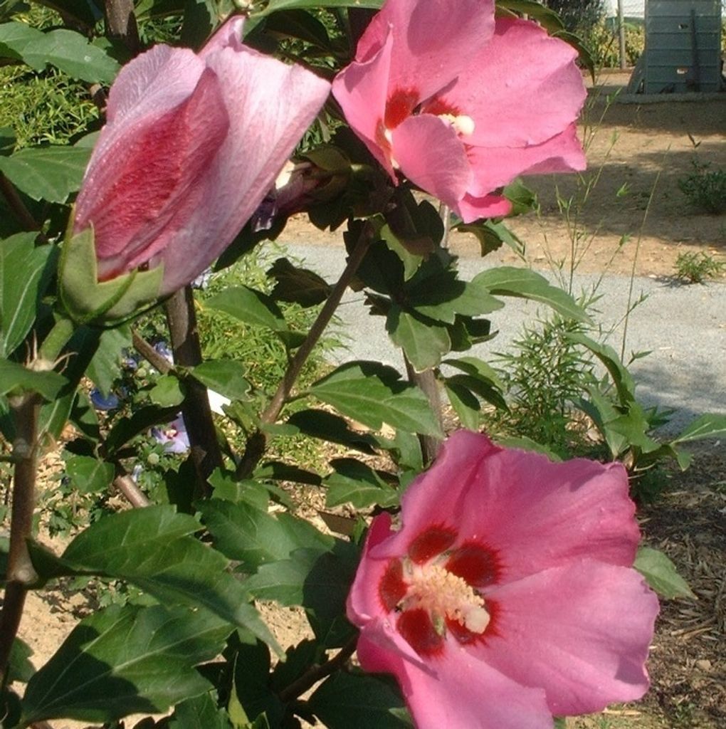 Garteneibisch 'Pink Giant' - Hibiscus syriacus 'Pink Giant' ('Flogi') | 40-60 cm in Container