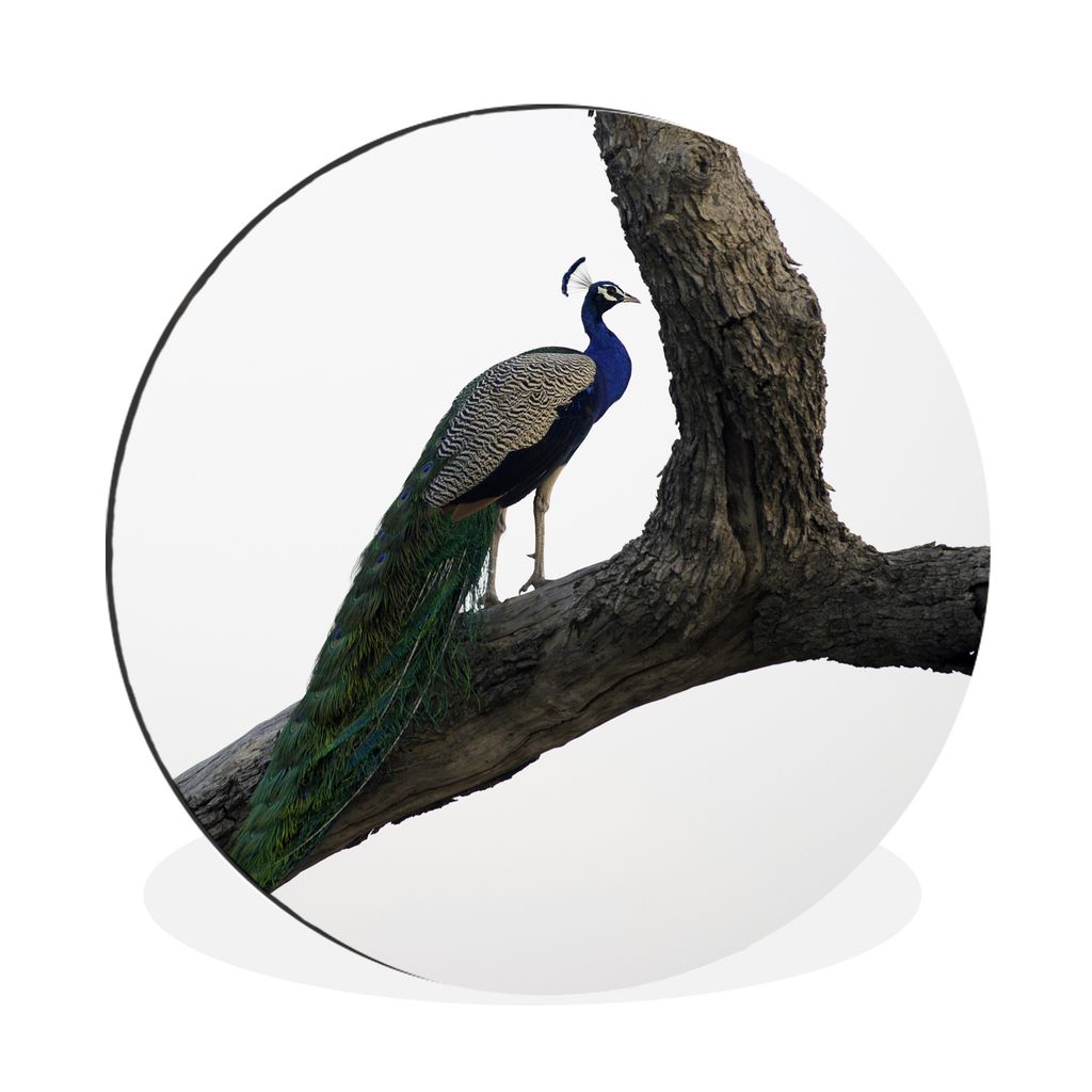 MuchoWow Aluminium Wandkreis Pfau - Baum - Blau Ø 60 cm Wanddeko Modern Wohnzimmer - Wand Kreis - Wandbild - Schlafzimmer - Aluminium Bild - Kin...