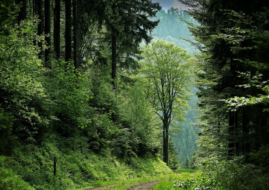 hansepuzzle 49564 - Wald Puzzle, 260 Teile, Natur, 41,0 x 28,0cm mit hochwertiger Aufbewahrung, Kartonbox und wiederverschließbarem Beutel